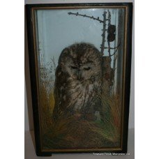 Victorian Taxidermy Cased Tawny Owl