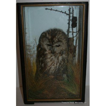 Victorian Taxidermy Cased Tawny Owl