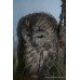 Victorian Taxidermy Cased Tawny Owl