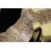 Antique 11ft Python Snake Skin