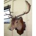 Handsome Antique Mounted Deer Head Taxidermy Stag