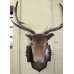 Handsome Antique Mounted Deer Head Taxidermy Stag