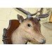 Handsome Antique Mounted Deer Head Taxidermy Stag