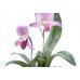 Boehm Lady's Slipper Orchid Limited Edition Flower 