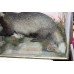 Cased Antique Hutchinson Taxidermy Badger & Rabbit