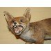 Antique Taxidermy Red Fox Mounted