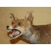 Antique Taxidermy Red Fox Mounted