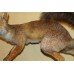 Antique Taxidermy Red Fox Mounted