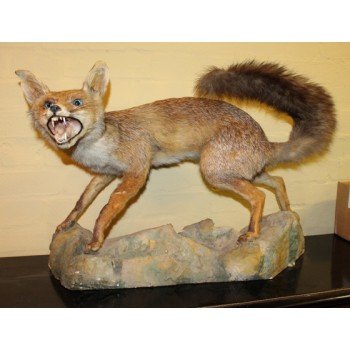 Antique Taxidermy Red Fox Mounted