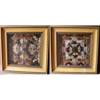 Pair of Fine Victorian Butterfly Taxidermy Framed Displays