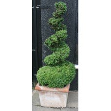 Pair of Planted Mature Spiral Box Plants in Heavy Terracotta Pots