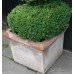 Pair of Planted Mature Spiral Box Plants in Heavy Terracotta Pots